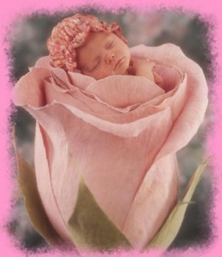 b&eacute;b&eacute; rose